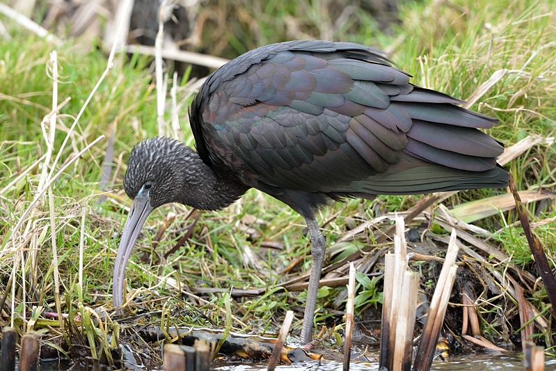 Zwarte Ibis